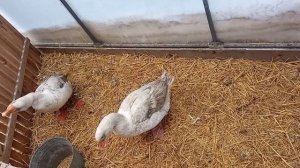 Зимняя подстилка в теплице у курей.