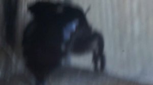 Черный шершень