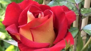 Ketchup and Mustard Roses - Hoa Hồng - Floribundas Roses