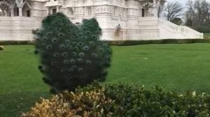 Павлин очень красиво раскрывает хвост