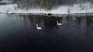 Лебеди. Кандалакшский заповедник