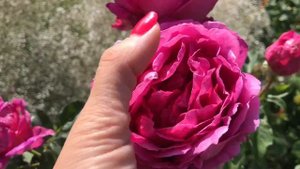 Английская роза Отелло! Хвалю ее много раз, цветёт уже месяц! Othello rose