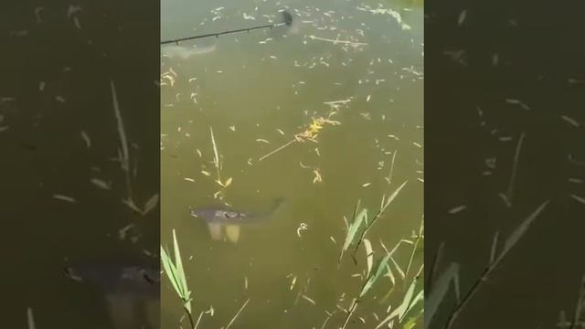 Рыбацкое место! Подпишись на канал🔝 охота#рыбалка#отдых#туризм#сазан#карп#щука#окунь#карась#рыба# смотреть онлайн