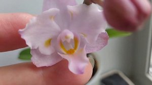 Цветение орхидеи Luis sakura (бабочка). 🌺🌺🌺