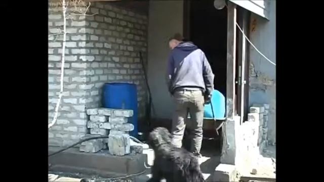 в Асмолов Год собаки смотреть онлайн