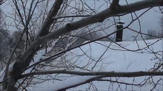 Как на крыше дома опиливал ветви вязов.?⛄