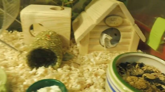 ПЕРСЮША И САПФИР ПЕРЕСЕЛЕНИЕ И СОМЫ ( МАРИ МИСТИК )ХОМЯК ДЖУНГАРСКИЙ ЖЕМЧУЖНЫЙ МАНДАРИН смотреть онлайн