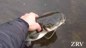 Рыбалка на Пехорке