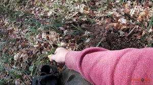 #94 Nokta Impact - Коп в лесу (2)