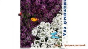 Алиссум обыкновенная Маленький Мук (malenkiy-muk) ? обзор: как сажать, семена алиссума Маленький Му