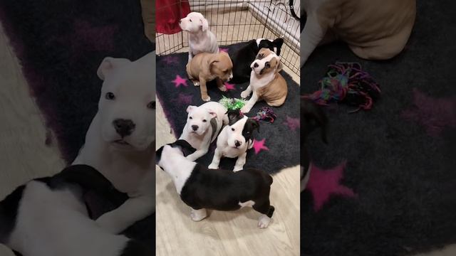 Щенки американского стаффордширского терьера. Возраст 2 месяца. смотреть онлайн