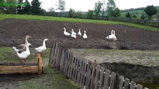 Гуси на улице. смотреть онлайн