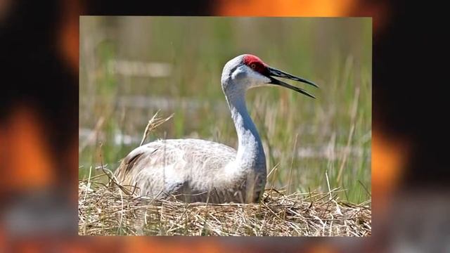 Mothman - A love hate relationship of Point Pleasant #mothman #cryptid смотреть онлайн