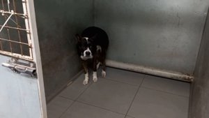 Бультерьер против стафа