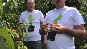 Персики на карликовом подвое.