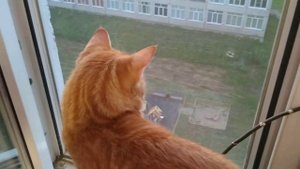 КОШКИ НА ПОДОКОННИКЕ ПЫТАЮТСЯ ПОЙМАТЬ НАСЕКОМЫХ. КАК ИХ УБЕРЕЧЬ ОТ ПАДЕНИЯ С ОКНА.