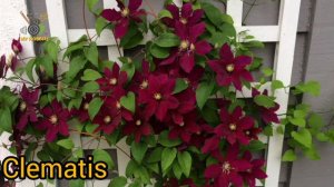 Clematis Where does clematis grow best? What clematis symbolizes? Do all clematis need sun? How gro