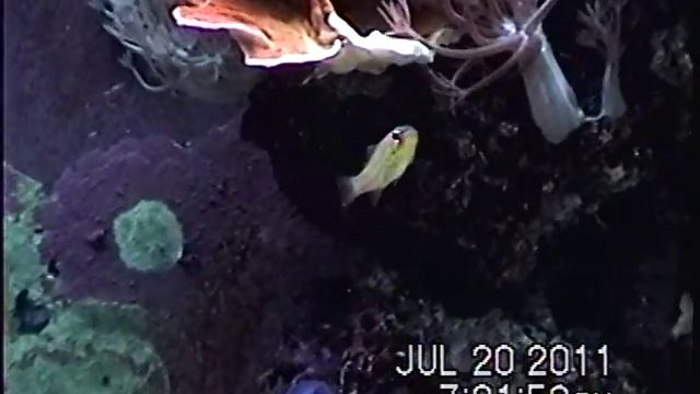 Orangestriped Cardinalfish (Apogon cyanosoma) смотреть онлайн