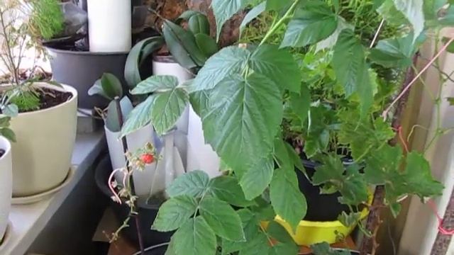 Малина на подоконнике. Часть 3. смотреть онлайн