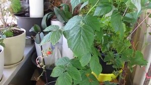 Малина на подоконнике. Часть 3.