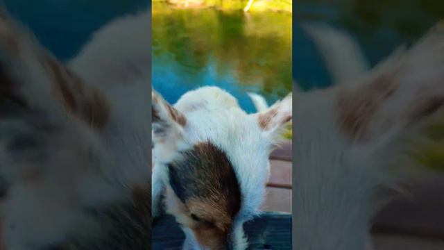 Смешные песики \ забавные собаки \ может быть порыбачим 🤪 смотреть онлайн