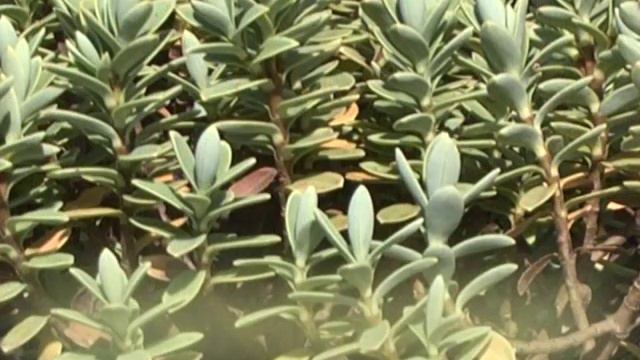 Flora ekspres смотреть онлайн