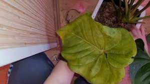 Когда пора пересаживать антуриум. Сборка кашпо с автополивом, пересадка.