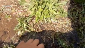 GARDENA Дождеватель выдвижной S 80