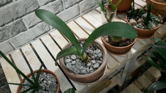 Зимний сад в январе (ч. 2) смотреть онлайн