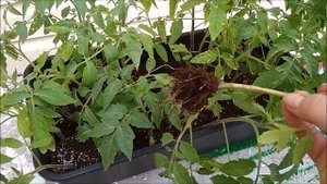 Томаты. Некроз стебля.