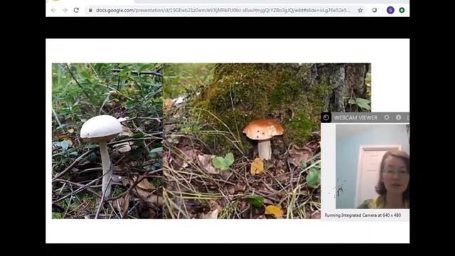 Все о березе.