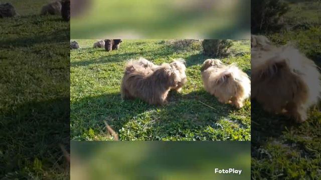 # бишонхаванез #хаванез #гаванскийбишон #гаванскаяболонка #bishonhavanese #havanese смотреть онлайн