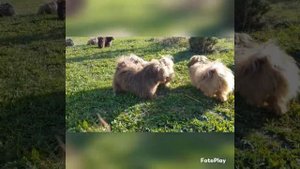 # бишонхаванез #хаванез #гаванскийбишон #гаванскаяболонка #bishonhavanese #havanese