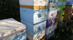 ответы на вопросы по пчеловодству - Игорь, почему у тебя такие высокие ульи на пасеке в октябре