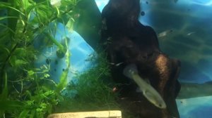 Аквариум на 50 литров