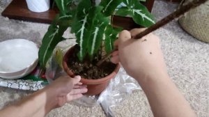 syngonium wenlandii check up