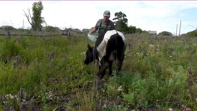 Как вывести 3-го дикого быка на верёвке, содержание КРС село