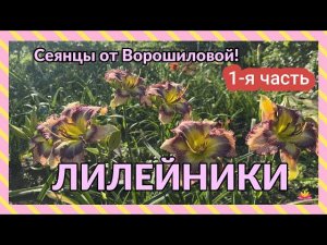 Сеянцы лилейников Ворошиловой. Часть 1 / Сад Ворошиловой