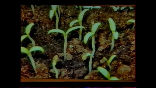 Какая нужна земля для рассады