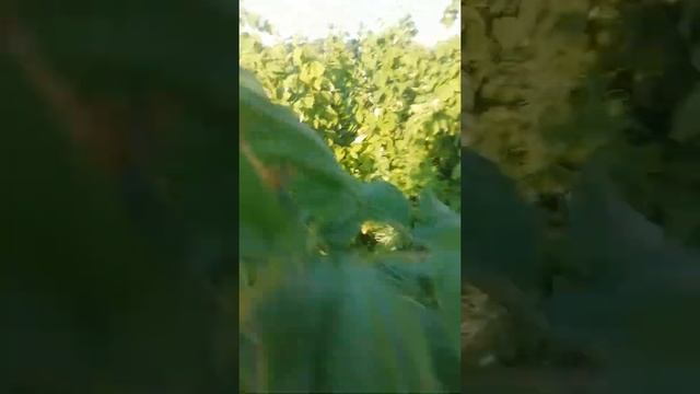 Малина Маргарита смотреть онлайн