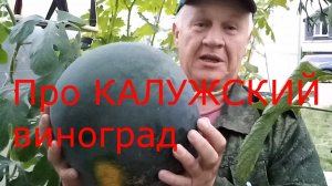 Виноградник в КАЛУГЕ