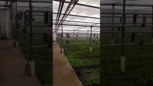 Отопление теплицы, котел 500 кВт.