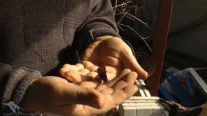 Где зимуют бабочки?