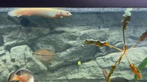 Полиптерусы орнатипинис и сенегальский альбинос