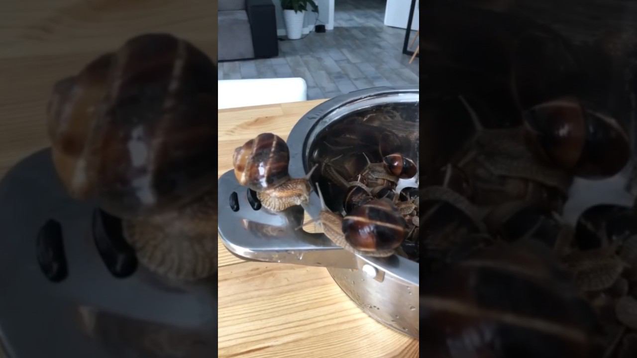 Дождевые улитки «Эскарго» смотреть онлайн