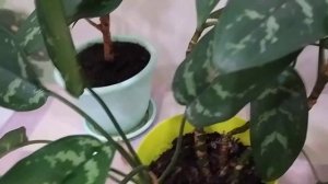 Комнатные цветы - ОБЗОР КРУПНОМЕРОВ - ПУАНСЕТТИЯ?  кротон, сингониум, алоказия