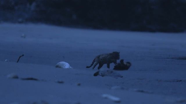 Дикая природа Тайная жизнь Ягуаров _ The Secret Life of the Jaguars 4K .mp4 смотреть онлайн