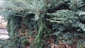 Изгородь из туи и можжевельника - преобразую в галерею.