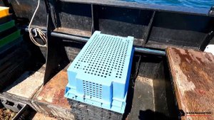 РАПАНА: Работа рулевым на Черном море. Ловля рапаны.