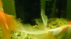 Аконтофтальмус Кюля...